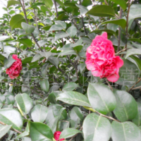 八月桂花樹(shù)苗 地徑一公分 桂花樹(shù) 桂花苗 金桂樹(shù)苗批發(fā)