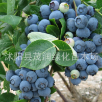 庭院地栽 室內(nèi)盆栽果樹苗 藍(lán)莓苗 藍(lán)莓樹苗帶土球包裝，3年苗