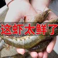 大蝦國產(chǎn)對蝦基圍蝦明蝦冰凍青蝦鮮活白蝦海蝦冷鏈運(yùn)輸