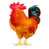 紅玉雞苗活體佳紅雞苗價(jià)格大紅公雞苗半斤公雞紅玉雞苗養(yǎng)殖場