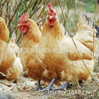 廠(chǎng)家散養(yǎng)土雞苗批發(fā) 青腳黃羽固始土雞母苗 青細(xì)腳高腿土雞苗價(jià)格