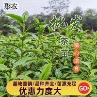大崗茶茶苗 大崗茶茶葉苗 大崗茶樹苗扦插穗條枝條