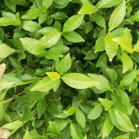 福安茶苗福鼎大毫茶苗 園林樹苗綠化白茶苗場地直發(fā)