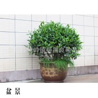 苗場出售 綠化園藝 茶樹盆景 老茶樹盆栽