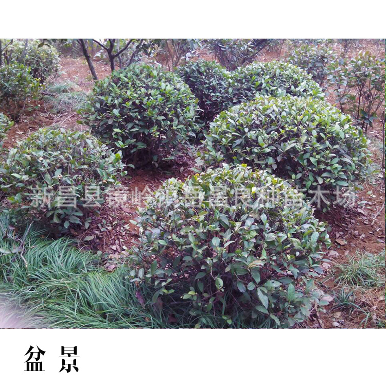 主圖5