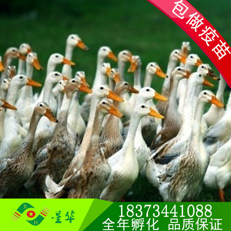 首圖1