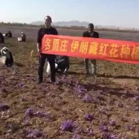 藏紅花瓶裝西紅花長絲無黃根西藏番紅花批發(fā)支持代發(fā)分銷