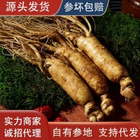 長(zhǎng)白山鮮人參500g順豐速發(fā)新鮮帶土人參東北特產(chǎn)保鮮人參煲湯泡酒