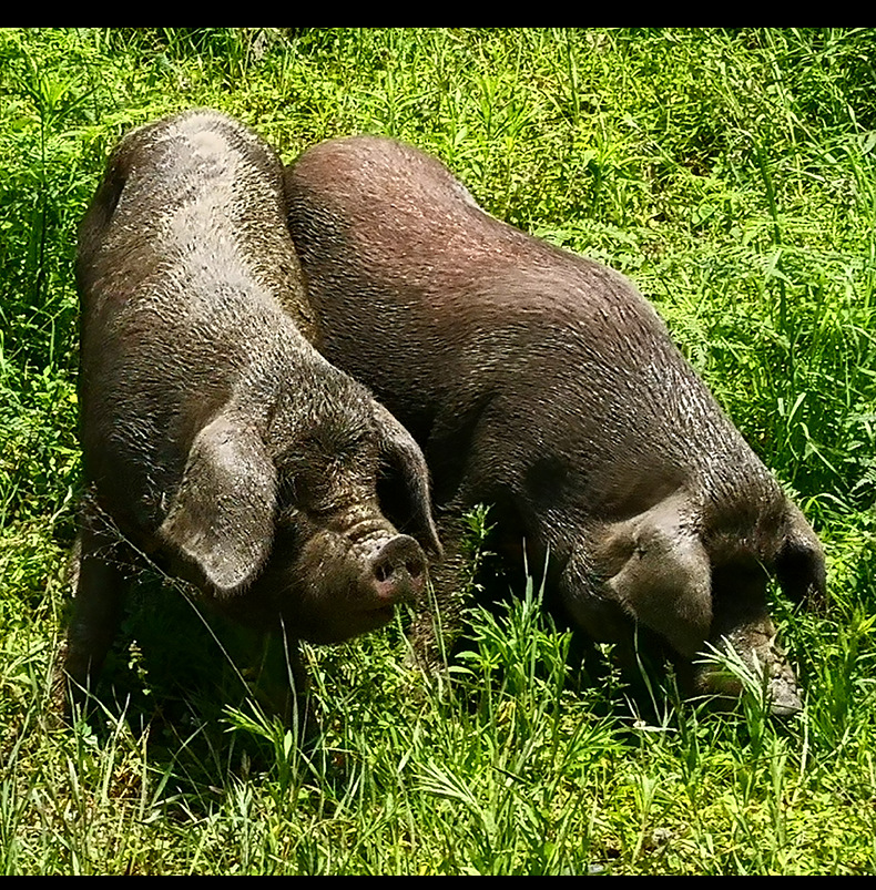 臘肉詳情頁-后腿肉_09.jpg