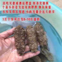 野淡干海參黃玉參酒店水發(fā)海參干貨深海白刺參發(fā)量大口感好500克