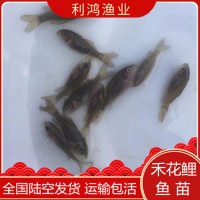 [高產(chǎn)魚種】禾花鯉魚苗 禾花烏鯉 禾花鯉 禾花魚 烏鯉 荷花鯉魚苗