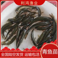 【優(yōu)質(zhì)魚苗】青魚苗批發(fā) 青鯇魚苗 烏鯇 螺螄鯇魚苗 黑鯇四大家魚