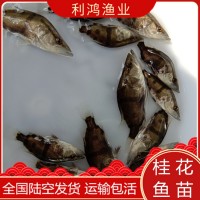 桂花魚苗鱖魚苗 利鴻基地直供 翹嘴鱖魚苗 金錢桂 桂花餌料魚水花