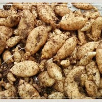 烏紅雜交天麻種子，湖北零代天麻種子，現(xiàn)挖天麻仔、宜昌天麻種子