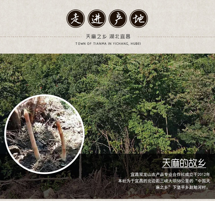 0代天麻種子_05