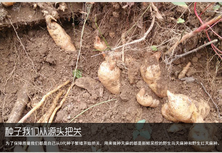 0代天麻種子_06