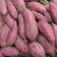 海南正宗富硒橋頭地瓜沙地紅薯現(xiàn)挖新鮮板栗番薯精品果一件代發(fā)