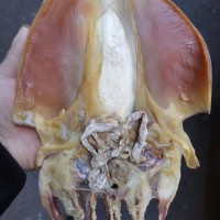 （量大可議價(jià)）墨魚(yú)干干貨500克純淡半淡曬小中大號(hào)散裝烏賊目魚(yú)