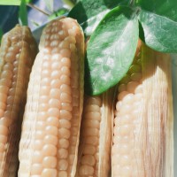 云南糯玉米甜玉米西雙版納老品種白糯拇指玉米小玉米