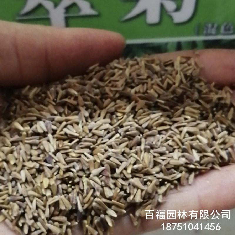 翠菊 (4).jpg