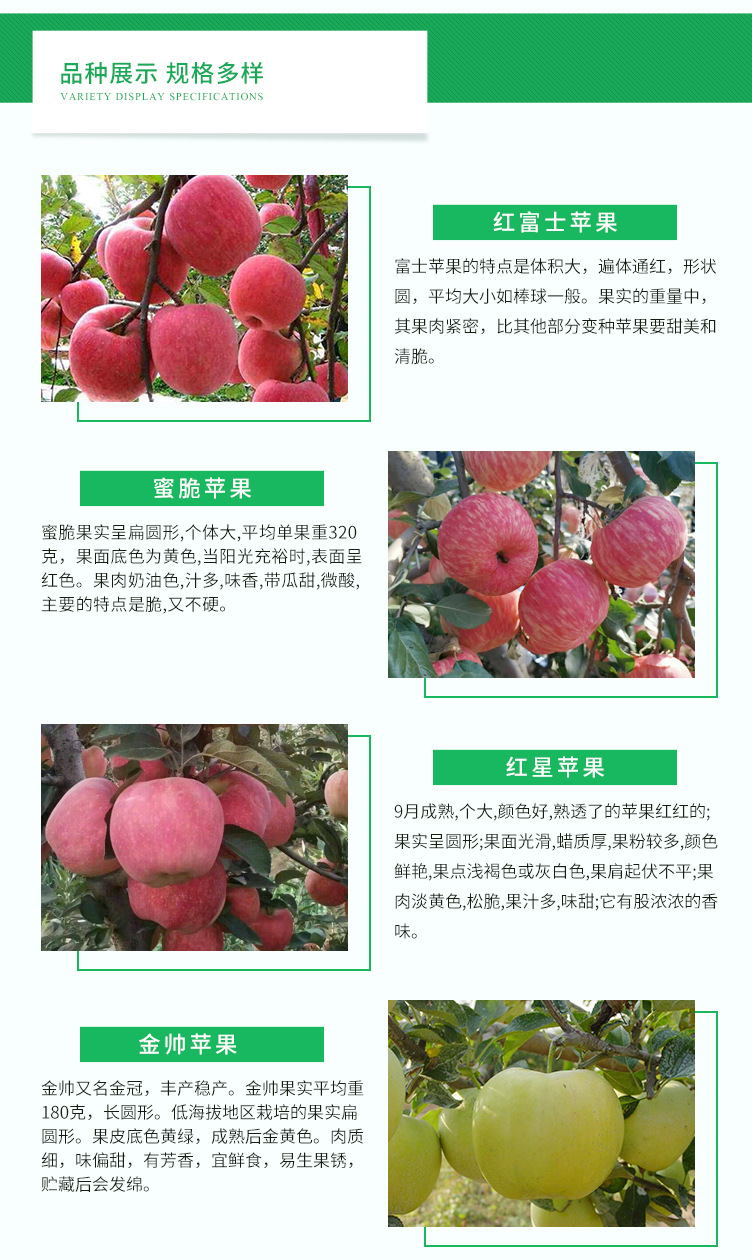 蘋果苗-_04.jpg