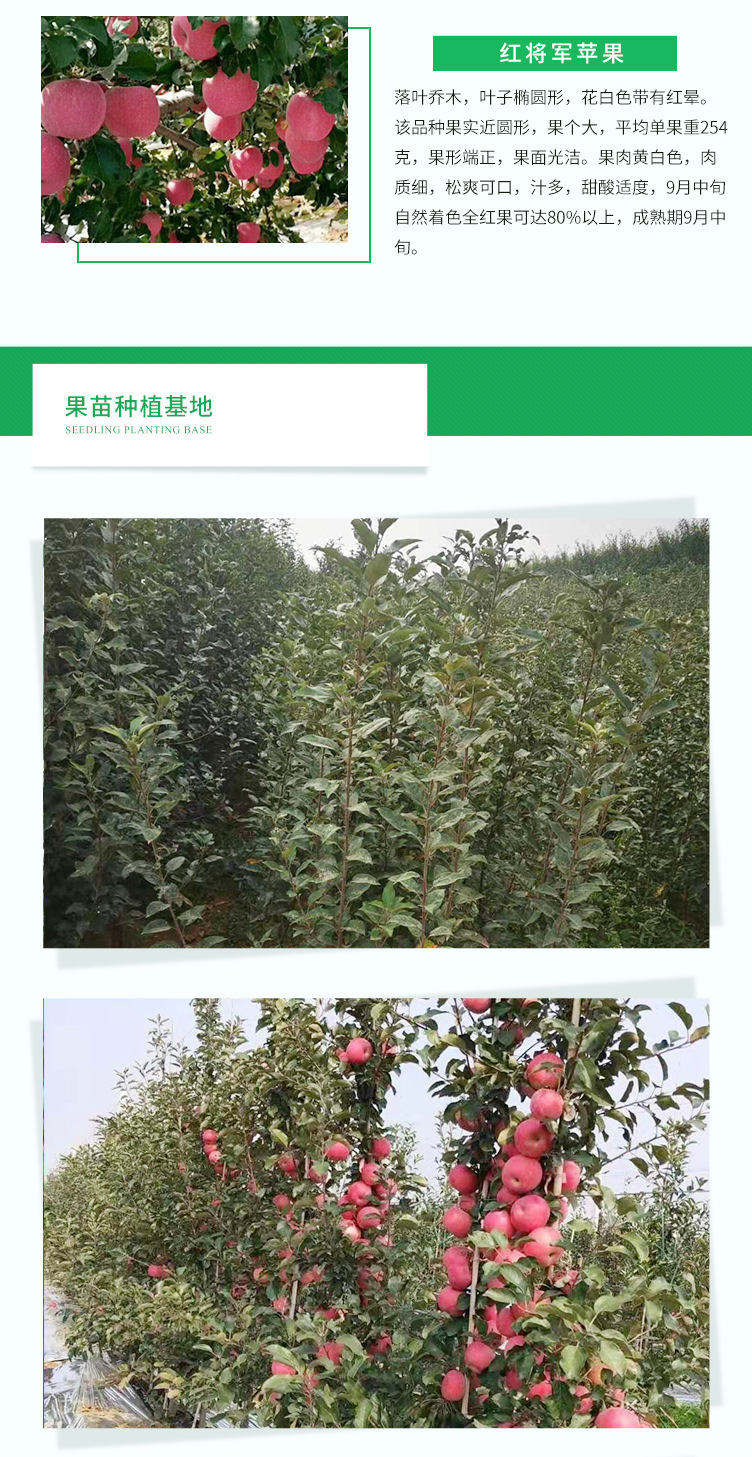蘋果苗-_05.jpg