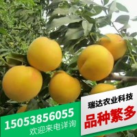 基地銷售罐頭廠用桃樹苗黃桃白桃樹苗 規(guī)格全桃樹苗批發(fā)