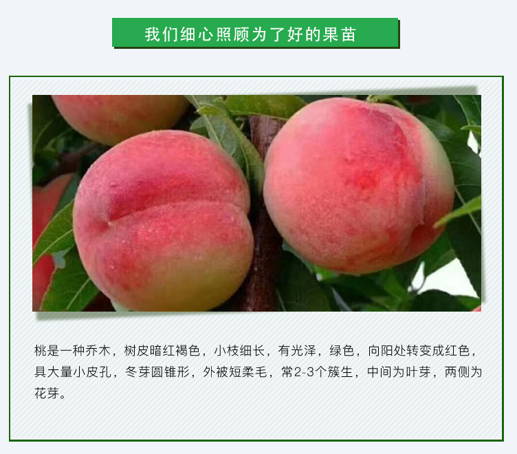 桃-詳情頁_02.jpg