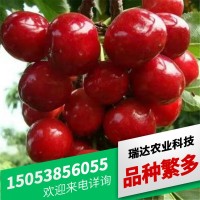 苗圃批發(fā)布魯克斯櫻桃苗 品種多樣吉塞拉矮化大櫻桃樹 櫻桃苗價(jià)格
