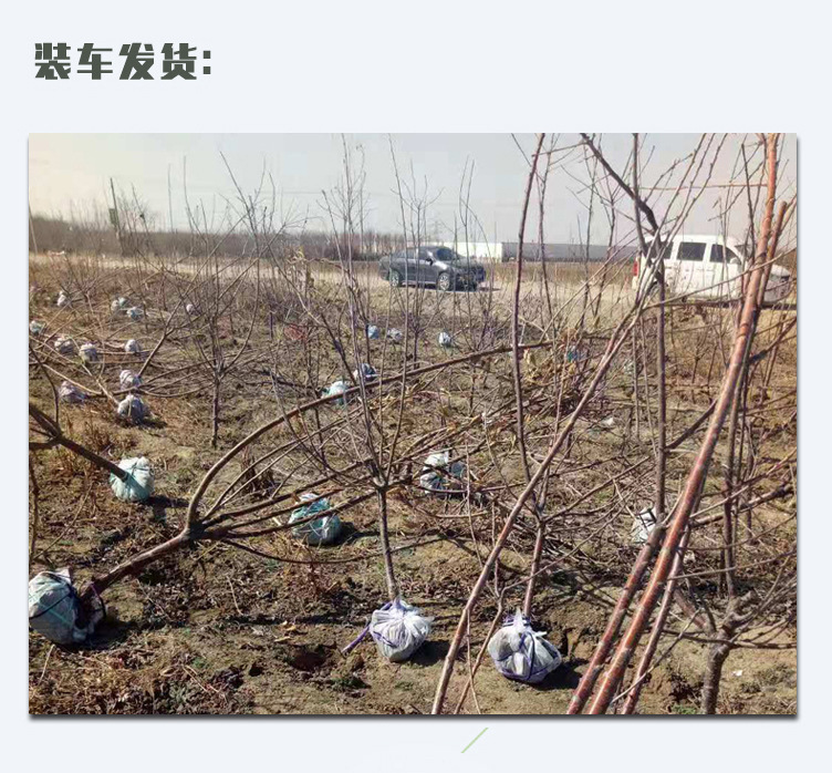 櫻桃_03.jpg