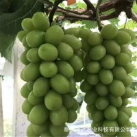 山東葡萄樹苗基地銷售品種葡萄苗 陽光玫瑰葡萄苗種植時(shí)間