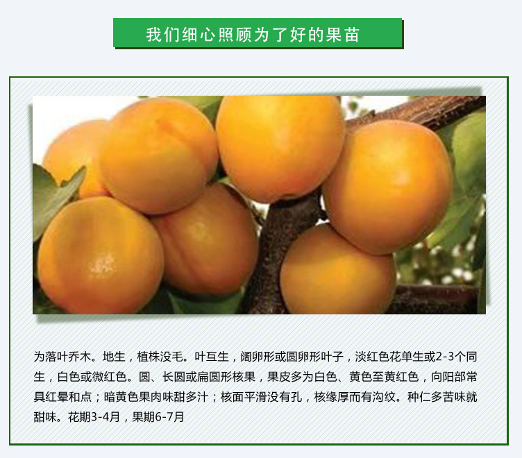 杏樹苗_02.jpg
