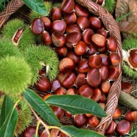 嫁接板栗苗板栗樹基地直銷果樹苗大紅袍板栗苗 紅光板栗苗 新品種