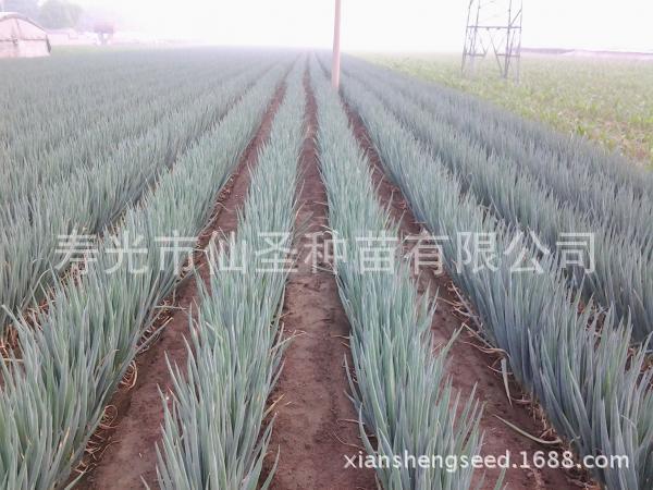 日本大蔥3