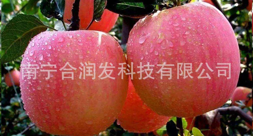 蘋果