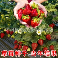 草莓種籽子四季播種結(jié)果好種易活陽(yáng)臺(tái)室內(nèi)外花卉盆栽植物花種籽子