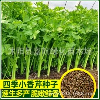 四季小香芹種子大全芹菜苗種籽大全芹菜種子季青菜籽蔬菜種子農家