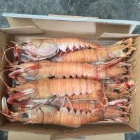 海鮮水產(chǎn)批發(fā)海鰲蝦 急速冷凍小龍蝦 海鮮鰲蝦批發(fā)