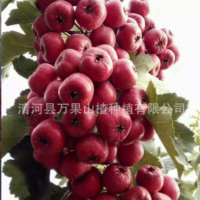 新鮮山楂 山楂果 大量銷售大金星山楂 商品果 打漿果批發(fā)銷售