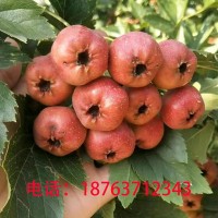 大金星山楂糖葫蘆新鮮山楂當天釆摘當天發(fā)批發(fā)量大從優(yōu)產(chǎn)地直供