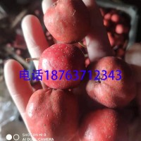 新鮮山楂批發(fā)大五棱山楂批發(fā)糖葫蘆山楂酸甜適中量大從優(yōu)產(chǎn)地直供