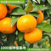 重慶供應優(yōu)質(zhì)柑子樹 沃柑 季橙血橙低價位 高品質(zhì)柑橘苗基地直供