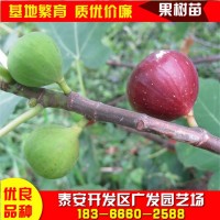 山東布蘭瑞克無花果樹苗供應(yīng)波姬紅金傲芬無花果苗價格無花果樹苗