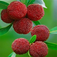 批發(fā)果樹(shù)苗 楊梅樹(shù)苗新品光葉楊梅嫁接苗肉質(zhì)細(xì)嫩汁多味濃結(jié)果苗