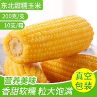 批發(fā)真空包裝玉米10只每箱貨源充足甜糯黃玉米量大從優(yōu)黑土地苞米