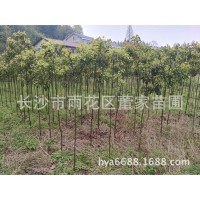 批發(fā)香樟樹苗 1-2cm裸根切桿香樟 帶土球香樟 批發(fā)價格