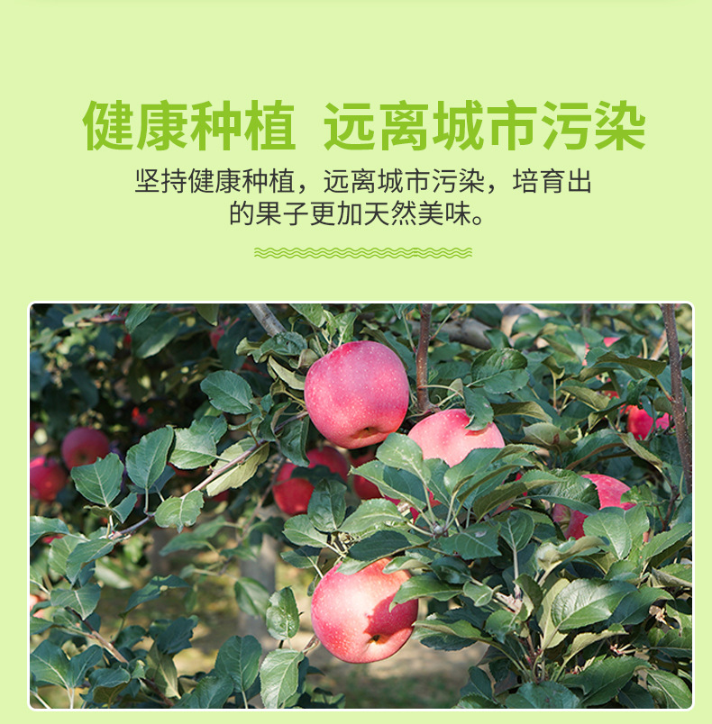 煙臺(tái)紅富士_04.jpg