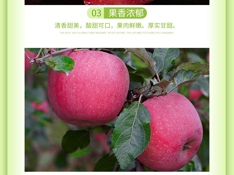 煙臺(tái)紅富士_07.jpg