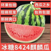 新鮮正宗冰糖麒麟瓜美都西瓜甜美多汁水果皮薄無(wú)籽有籽現(xiàn)摘現(xiàn)發(fā)