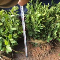 龍井43茶苗基地批發(fā)良種茶苗 貨源充足 龍井茶系列茶樹苗